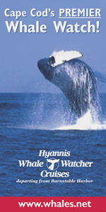 Hyannis Whale Watch Cruises